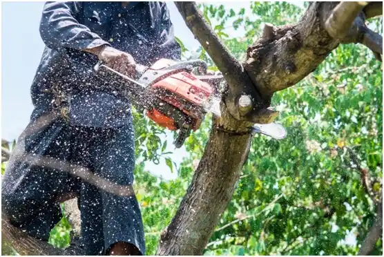 tree services Wormleysburg